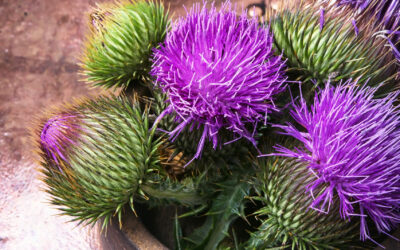 Tudca vs. Milk Thistle: What you Need to Know 